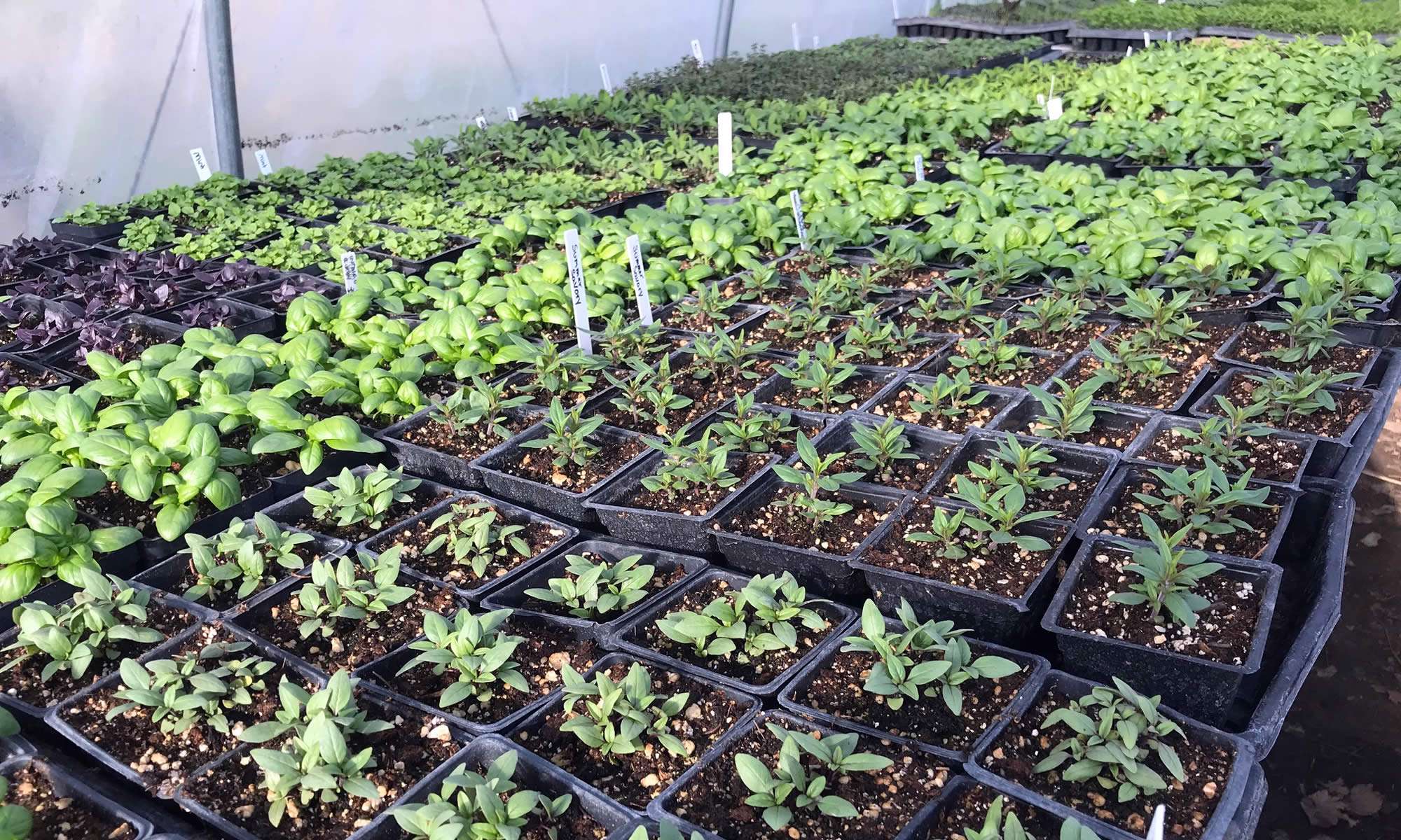 organic-vegetables-and-fruits