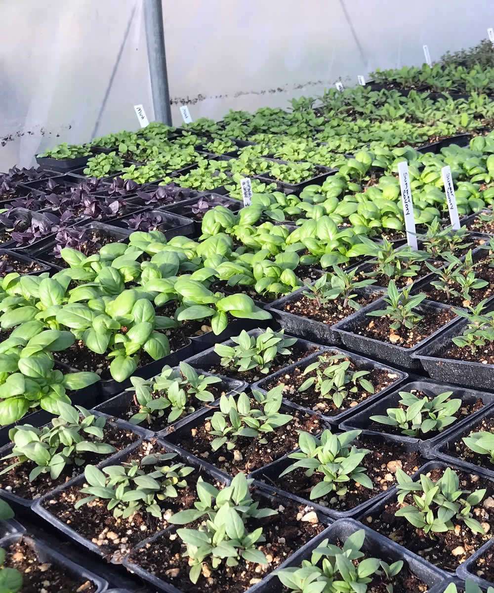 organic-vegetables-and-fruits-wi