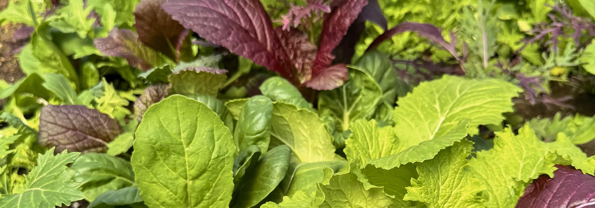 Fair Food Program Olden Organics