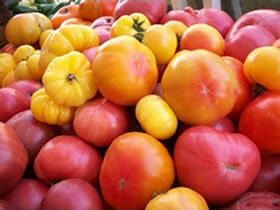 Olden Organics Tomatoes